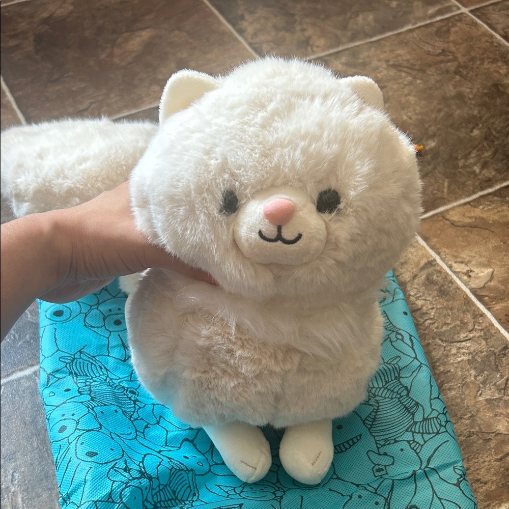 Carissa Persian cat